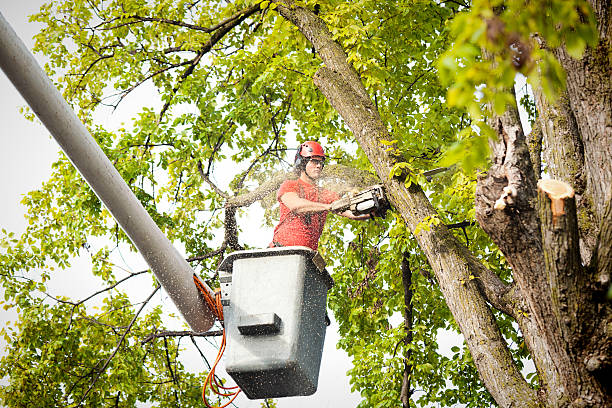 Best Tree Branch Trimming  in Halifax, VA